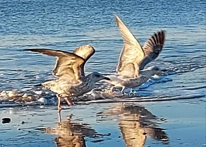 普林斯公寓 住宿加早餐酒店 海边的艾格蒙特